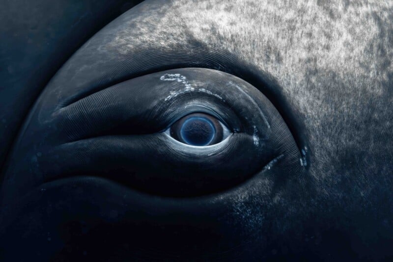 Close-up image of a whale's eye surrounded by textured gray skin. The eye is blue and prominent, with intricate details visible. The surrounding area has subtle patterns and shading, creating a dramatic and mysterious atmosphere.