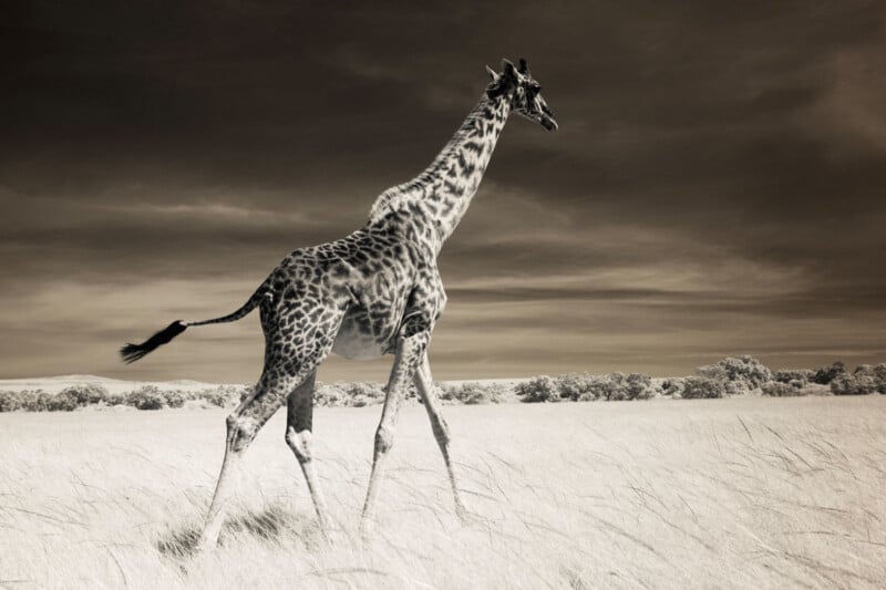 A solitary giraffe walks gracefully across an open grassy savannah under a dramatic cloudy sky. The image is in sepia tones, giving it a timeless, classic feel.