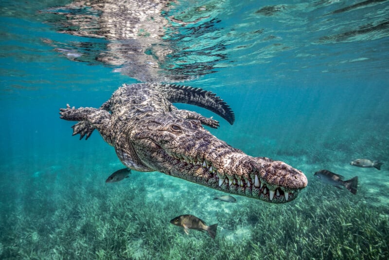 An underwater view of a crocodile swimming in clear blue water. The crocodile's long snout and teeth are visible, and several fish are swimming around in the background over a bed of underwater plants.