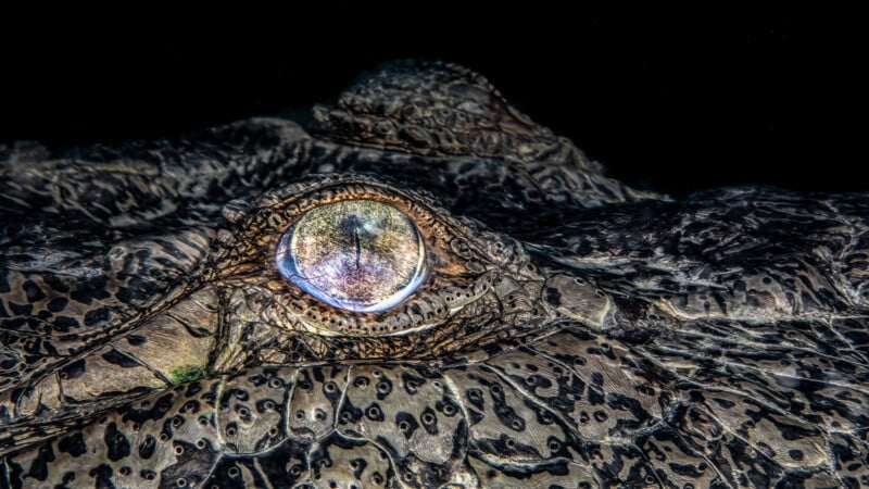 Close-up of a crocodile's eye in the dark, highlighting intricate scales and textures on its skin. The eye reflects a hint of light, creating a striking contrast against the dark background.