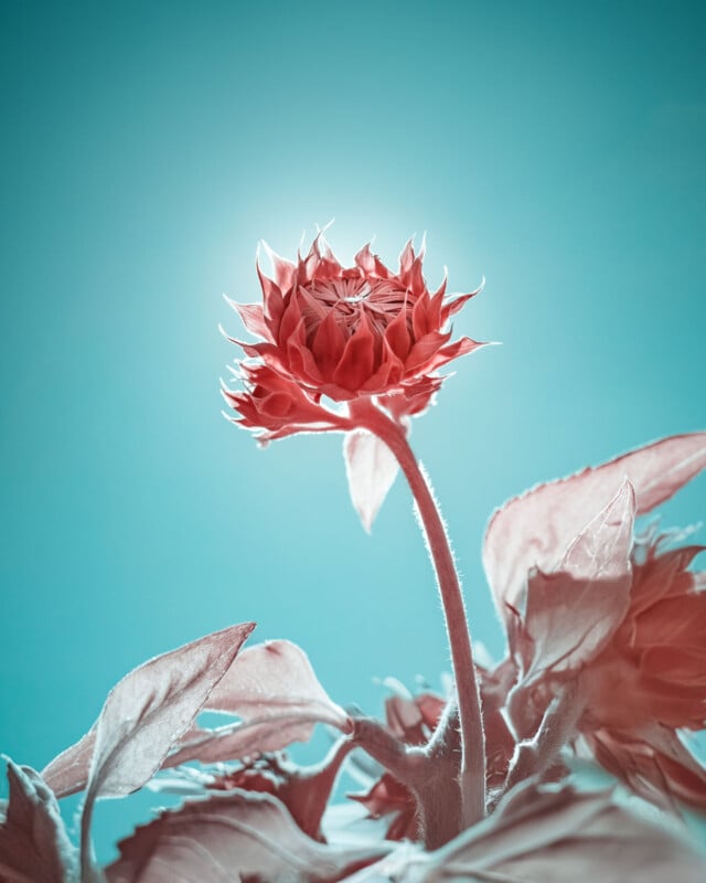 An up-close shot of a red-orange flower against a vivid turquoise sky. The sunlight highlights the petals, giving them an illuminated look. This flower rises prominently, encircled by leaves, creating a lively, surreal atmosphere.