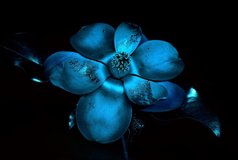 A luminous blue flower featuring intricate petals and a highly detailed center against a dark background, creating a remarkable contrast. The neighboring leaves enhance the radiant effect.