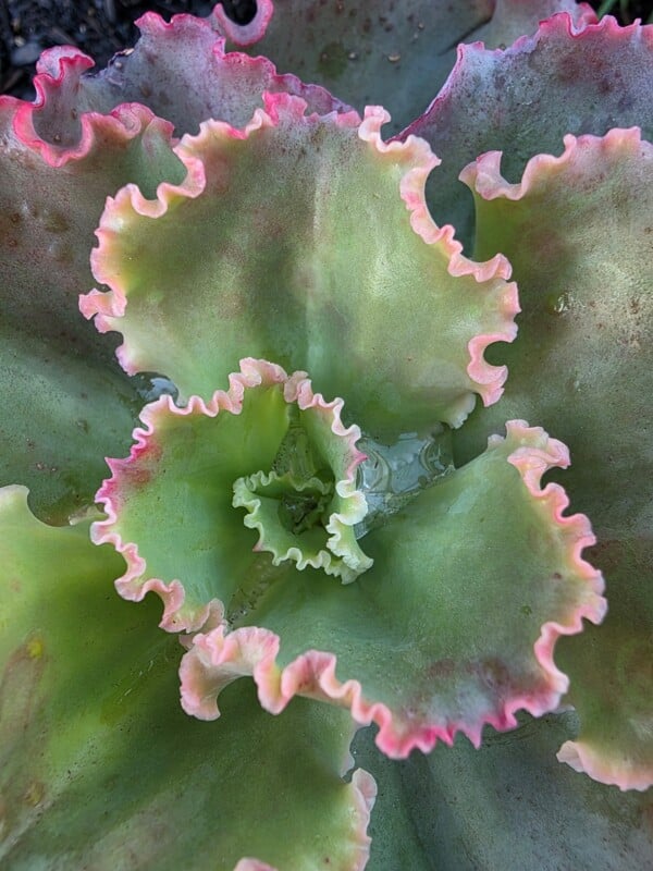 Close-up of a large, ruffled succulent with green leaves edged in pink. The wavy, layered leaves create a textured appearance, with a gradient blend of green and pink hues, forming a vibrant, natural pattern.