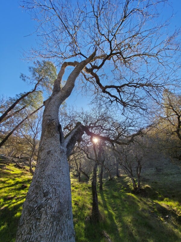 View of tall, leafless trees from below against a clear blue sky. Sunlight peeks through branches, casting shadows on the grassy hill with scattered greenery.