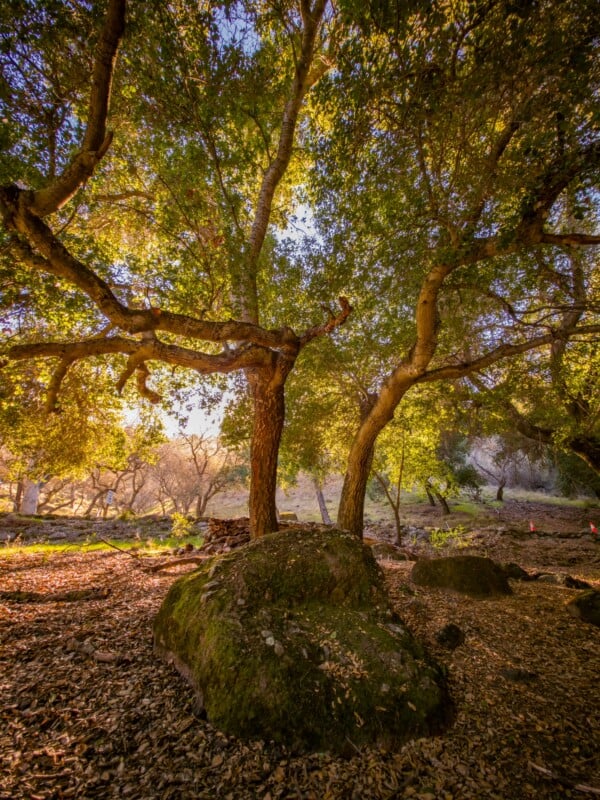 Sunlight filters through lush green leaves of a tall tree in a forest. The tree stands on a ground covered with fallen leaves and mossy rocks, casting intricate shadows. The warm light creates a serene and peaceful atmosphere.