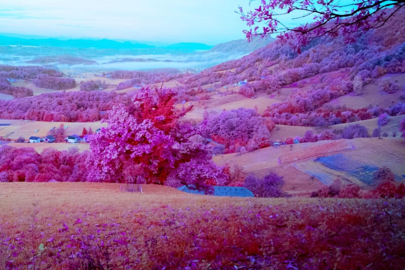 A colorful landscape featuring a striking pink tree in the foreground. Gently rolling hills blanketed with pink and purple foliage extend into the backdrop beneath a soft blue sky. Small residences are dispersed throughout the view.