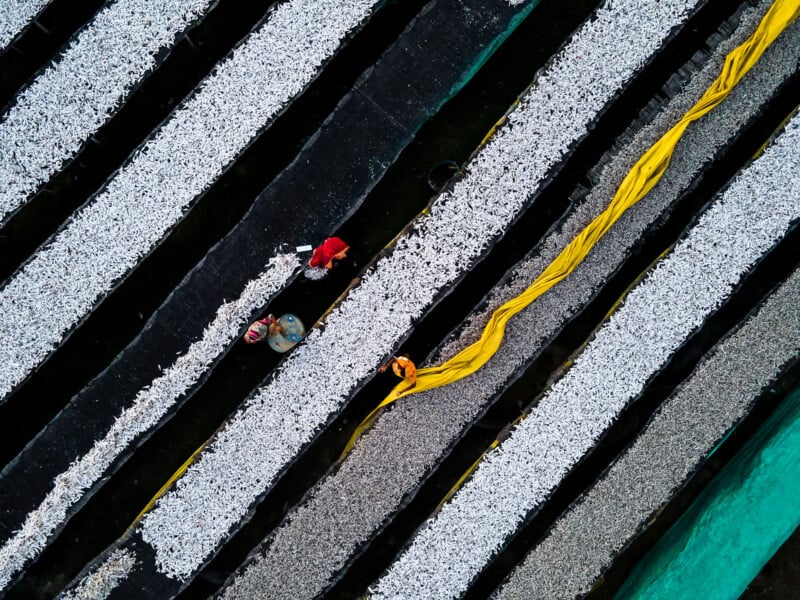 Top-down perspective of two individuals working among striped layers of drying fish. A bright yellow net covers one section. The alternating black and white design of the rows introduces contrast and texture to the vivid outdoor setting.