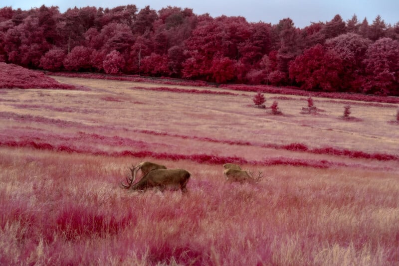 A dreamlike landscape composed of pink grass and trees shows three deer with large antlers feeding in a meadow. The sky is a light blue, providing a contrast to the vivid hues of the scene.