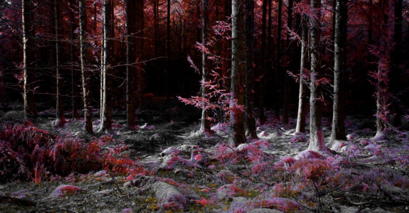 An enchanting woodland image featuring trees drenched in red and purple shades. The ground is blanketed in moss and leaves, establishing an otherworldly ambiance. Light streams through the thick canopy, illuminating sections of the forest floor.