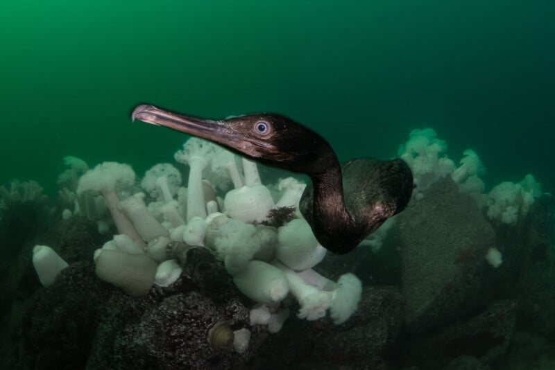 Underwater image of a cormorant swimming close to sea anemones clustered on rocks. The green water provides a mysterious backdrop, highlighting the bird's sleek, dark body and sharp gaze.