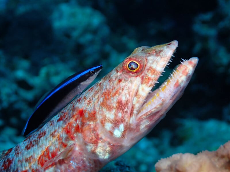 A close-up of a large fish with its mouth open, showing sharp teeth. A small blue and black striped fish is next to it, appearing to clean the larger fish. The background is a blurry underwater scene.