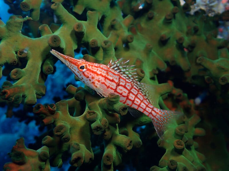 A long-nosed hawkfish with orange and white patterns swims among green coral. The fish has distinctive fins and a pointed snout, blending with its vibrant underwater surroundings.