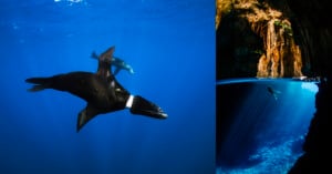 Left: A cormorant swims gracefully underwater in deep blue water. Right: A diver explores a sunlit cave with clear blue water, rays of light streaming through an opening above.