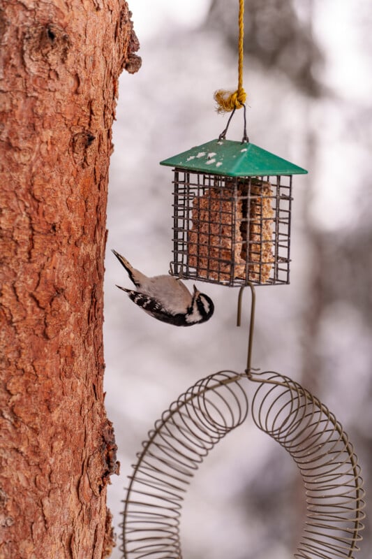 A black and white bird clings upside down to a suet feeder with a green roof, hanging from a tree trunk. The background is blurred with snowy elements, highlighting the bird and feeder.