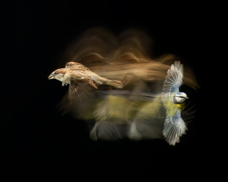 A dynamic image capturing the blurred motion of two birds in flight against a black background, with a brown bird on the left and a blue and yellow bird on the right, creating a sense of movement and energy.