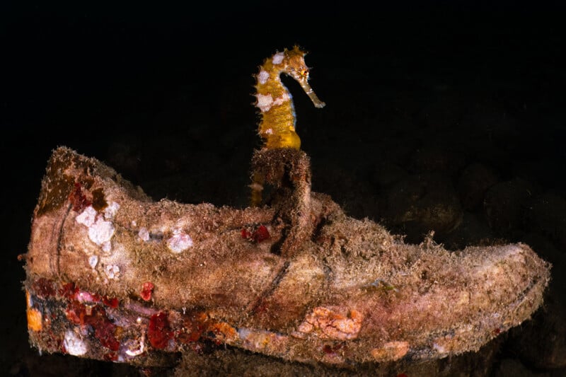 A seahorse is clinging to an old, algae-covered shoe submerged underwater. The shoe is worn and encrusted with marine life, set against a dark background.