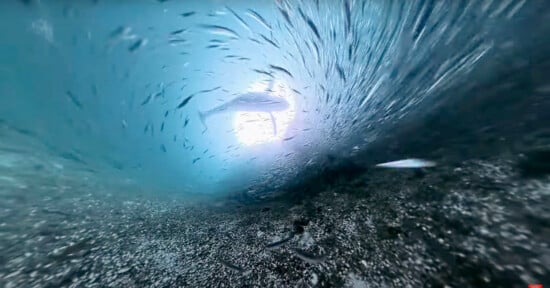 Underwater view with a large school of fish swimming in a vortex formation near the ocean floor. Light filters down from the surface, illuminating a lone fish in the center.