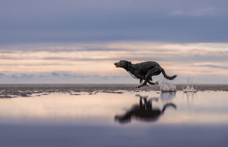 A black dog is running energetically on a beach, its reflection visible in a shallow pool of water. The sky is a mix of blues and grays, with hints of orange on the horizon, indicating either sunrise or sunset.