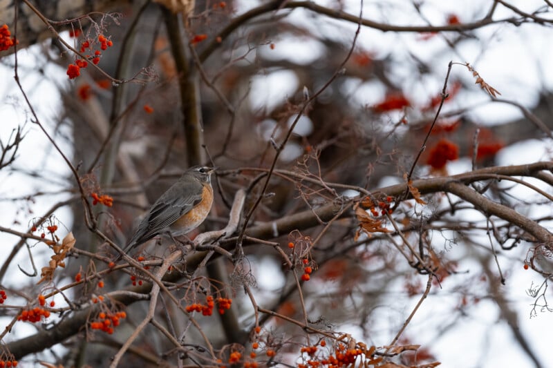 A robin perched on a branch amid a tangle of bare tree limbs. Bright red berries dot the branches, adding vivid color to the wintry scene.