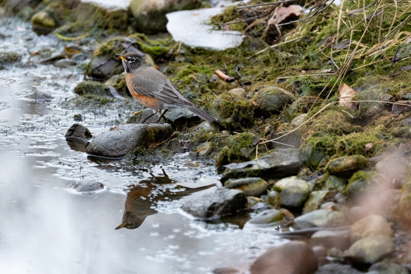 A robin stands on a mossy, rocky bank by a stream, gazing at its reflection in the water. The scene includes scattered stones and a background of grass and leaves, with patches of ice visible.