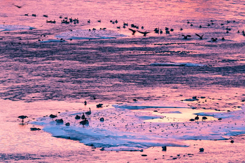 Birds stand and fly over a frozen landscape at sunrise or sunset, with pink and purple hues reflecting on the icy water. The scene captures a peaceful winter moment, highlighting the contrast between the ice and the vibrant sky.