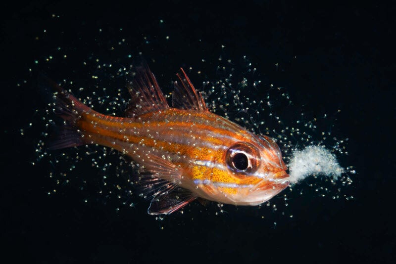 A small fish with striped scales is surrounded by tiny particles in a dark underwater environment. It appears to be emitting a cloud-like substance from its mouth.