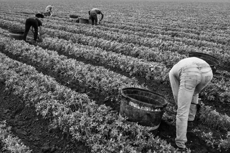 Black and white image of four people bending over while working in a large field of crops. They are spaced out in rows, tending to the plants. Several baskets are on the ground, likely used for harvesting.