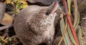 A small, gray shrew with a pointed snout forages among dry leaves and twigs. Its fur is soft and dense, blending with the earthy surroundings, while its eyes are small and dark.