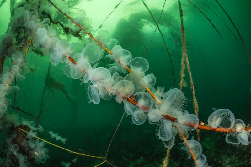 Underwater scene showing numerous translucent jellyfish attached to a submerged branch. They are illuminated against a greenish backdrop, surrounded by strands of aquatic plants, creating an ethereal ambiance.