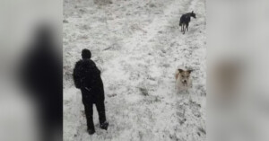 A person in dark winter clothing stands on a snowy field. Two dogs, one black and one tan with white, are on the snowy ground. The black dog is further away, while the tan dog is nearer, looking toward the camera.