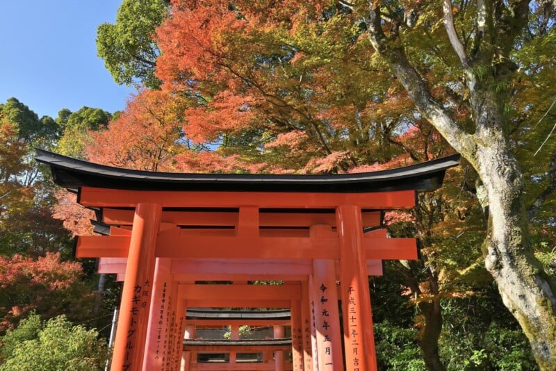 A series of vibrant red torii gates stand in a row, surrounded by trees with rich red and orange autumn foliage, under a clear blue sky. The sunlight enhances the vivid colors, creating a serene, picturesque scene.