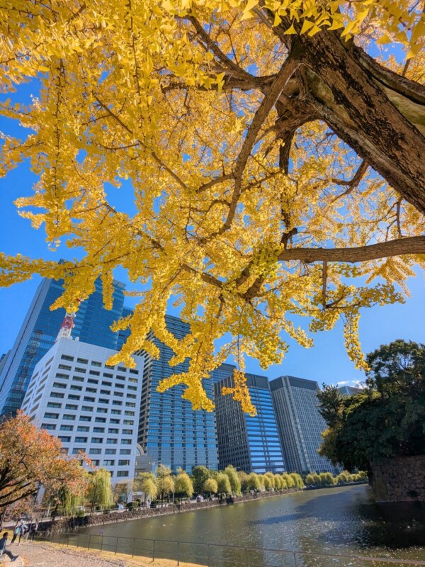 A vibrant yellow-leaved tree is in the foreground against a bright blue sky. Modern skyscrapers stand in the background, with a calm body of water reflecting the scene.