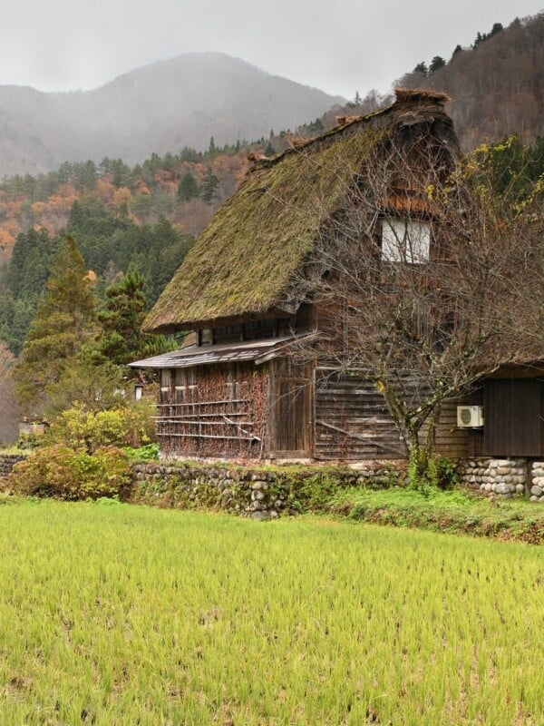 A traditional Japanese farmhouse with a thatched roof stands amidst a lush field. The structure is surrounded by trees and mountains, with overcast skies suggesting an early autumn or late winter setting.