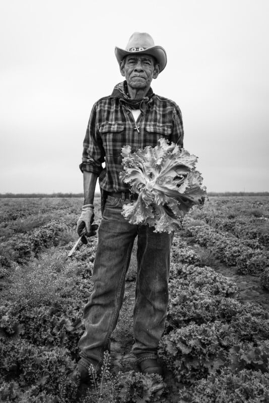 A person wearing a cowboy hat and plaid shirt stands in a field holding a large leafy vegetable. They have gloves on and hold a small knife in the other hand. The background is a cloudy sky over rows of crops. Black and white image.