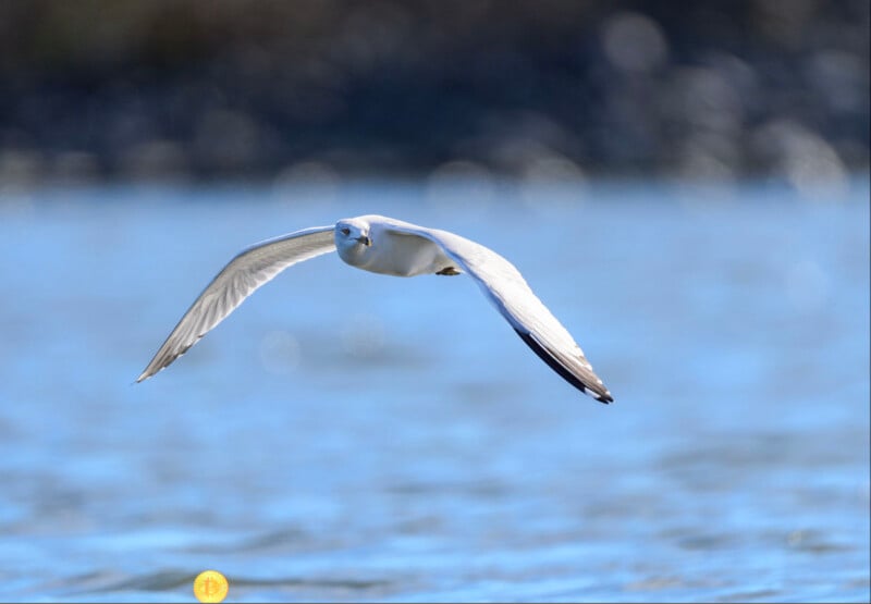 A seagull gracefully gliding over calm blue water, with blurred bokeh in the background creating a serene atmosphere.