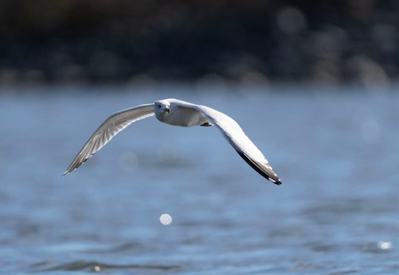 A seagull with outstretched wings gracefully flies over a sparkling blue body of water, with a blurred background.