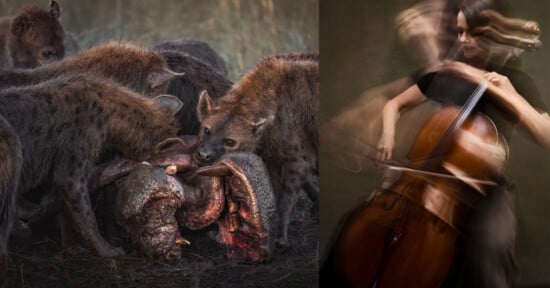 On the left, a group of hyenas feeds on a carcass with intense focus. On the right, a woman plays a cello, captured in motion blur, creating a sense of dynamic energy and fluidity.