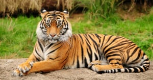 A majestic tiger lying on a rock, its golden-brown fur marked with distinctive black stripes. The tiger gazes directly ahead, surrounded by green grass and a blurred natural background.