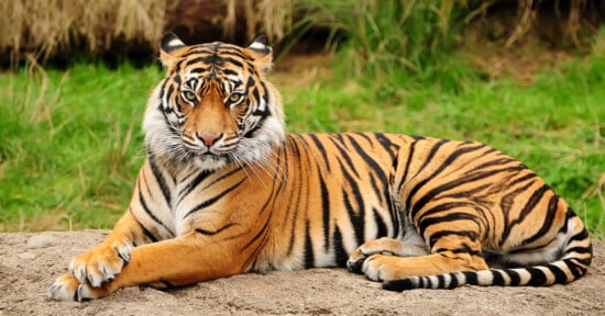 A majestic tiger lying on a rock, its golden-brown fur marked with distinctive black stripes. The tiger gazes directly ahead, surrounded by green grass and a blurred natural background.