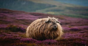 A fluffy, brown sheep stands in a field of purple heather. Rolling hills and a forested area are visible in the blurred background, creating a serene, natural setting.