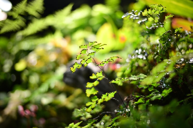 Close-up of delicate green leaves in a lush, sunlit garden. The leaves have small, dark edges and are surrounded by a vibrant, blurred background of various plants and ferns, creating a serene and natural ambiance.