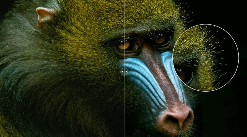 Close-up of a mandrill's face, highlighting its colorful features with deep brown eyes, a blue snout, and golden fur. The image is divided, with the right side enhanced to show fine details, emphasizing whiskers and fur texture.