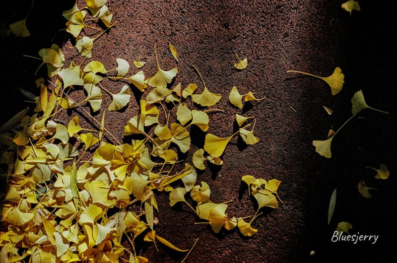 Yellow ginkgo leaves scattered on a dark textured surface, creating a contrasting pattern of light and shadow. The name "Bluesjerry" is in the bottom right corner.