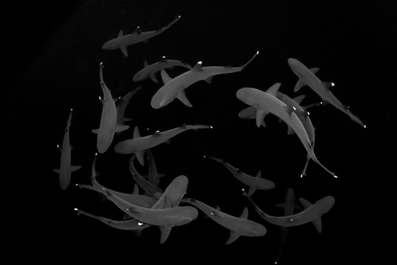 A striking black and white image shows a group of sharks swimming gracefully in dark waters. The sharks' streamlined bodies and fins are clearly visible against the black background, creating a dynamic sense of movement and depth.