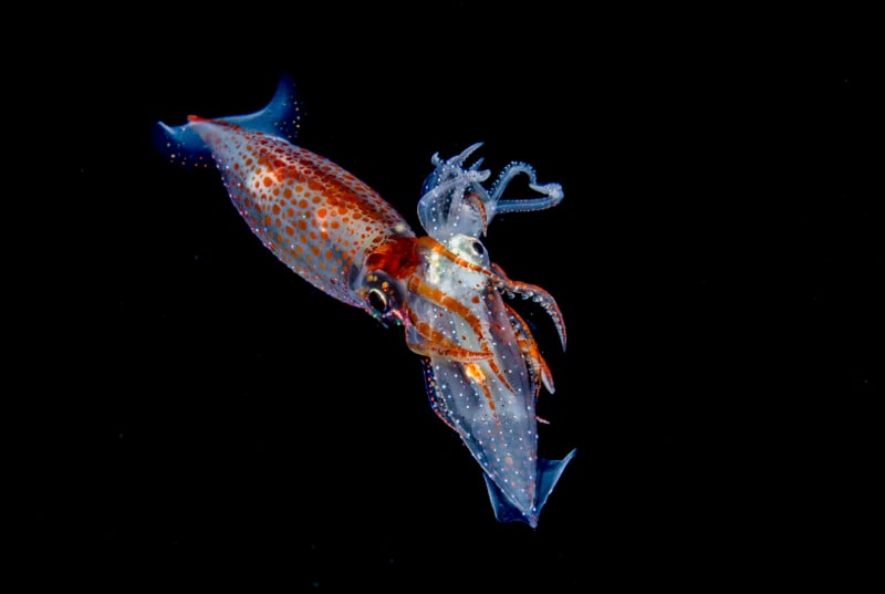 A vibrant squid with translucent skin and orange spots moves gracefully against a black background, displaying its tentacles and streamlined body.