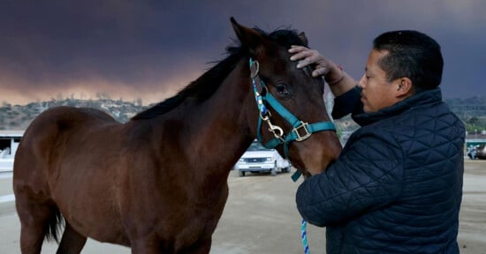 A person in a dark jacket gently strokes the head of a brown horse with a blue halter. The sky in the background is dark and smoky, indicating a potential fire or storm. They are standing on sandy ground, with hills and vehicles in the distance.