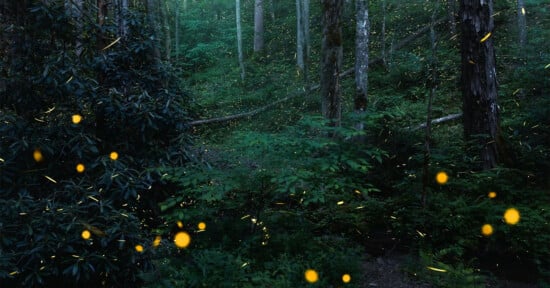 A forest scene at dusk with numerous fireflies glowing among lush green foliage and tall trees, creating a magical atmosphere.