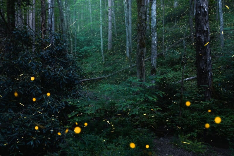 A dense forest at dusk with tall trees and lush green foliage. Tiny glowing yellow fireflies are scattered throughout, illuminating the scene with their gentle light. A faint path winds through the woods.