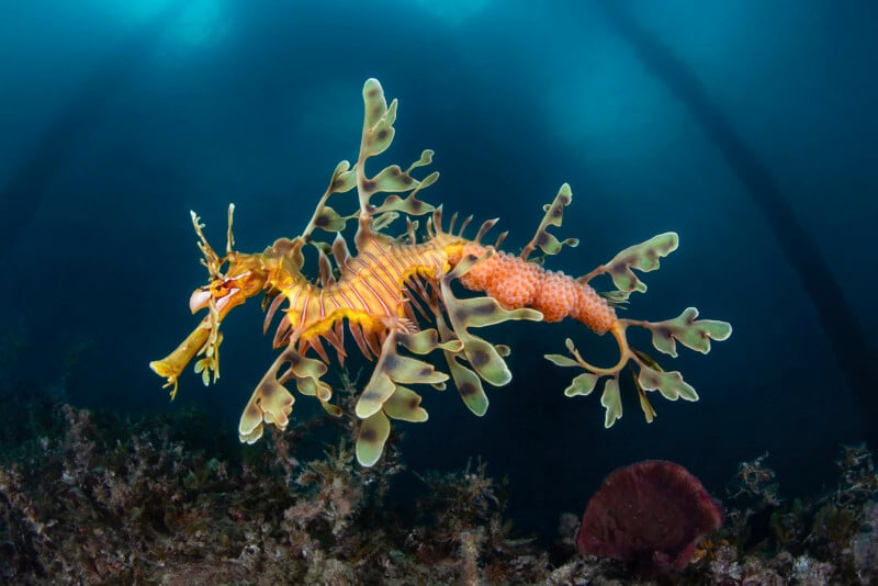 Leafy sea dragon with intricate green and yellow leaf-like appendages floats in a blue underwater scene. The sea dragon is surrounded by blurred plants and immersed in a serene aquatic environment.