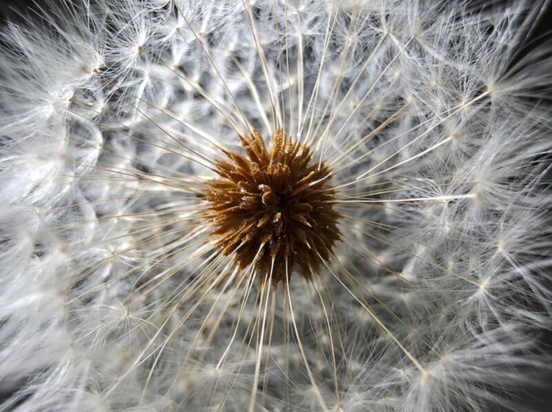 Close-up of a dandelion seed head, showing a brown central core with numerous fine white hairs radiating outward. The delicate, wispy structure creates an intricate pattern against a soft, blurred background.